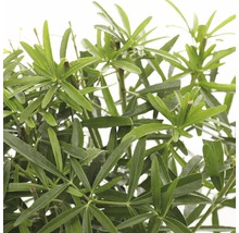 Op de afbeelding is een Podocarpus te zien.