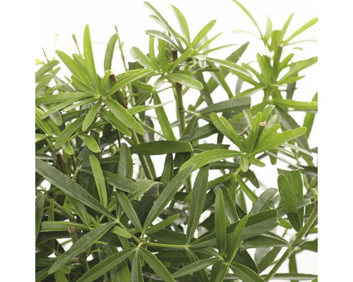 Op de afbeelding is een Podocarpus te zien.