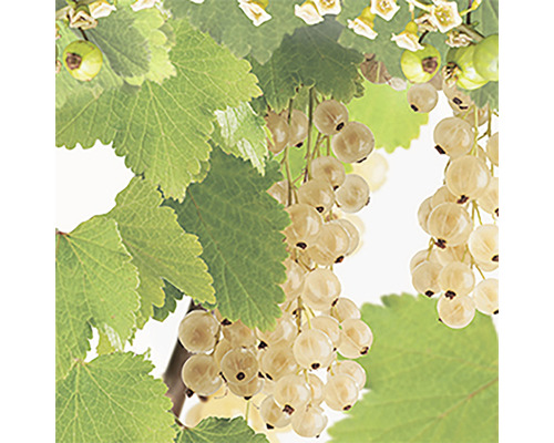 Witte druiven met bladeren