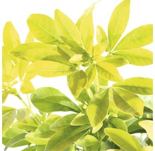 Schefflera kamerplant met bladeren