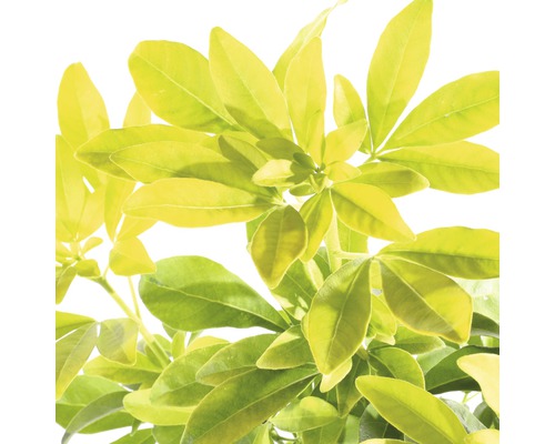 Schefflera kamerplant met bladeren