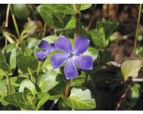 Bloem van de kleine maagdenpalm met vijf bloemblaadjes