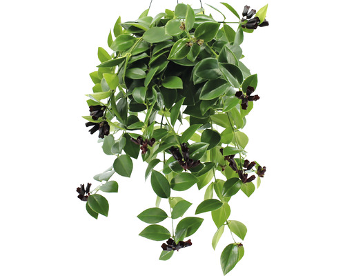 Hangplant met groene bladeren en donkere bloemen