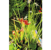 FLORASELF® Mand met 3 waterplanten mix potmaat Ø 18 cm