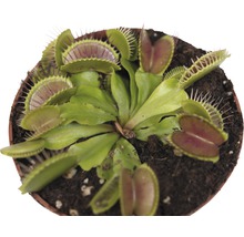 Venusvliegenvanger in een pot