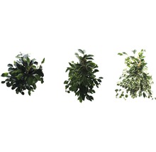 Drie verschillende Ficus bomen met bladeren