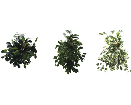 Drie verschillende Ficus bomen met bladeren