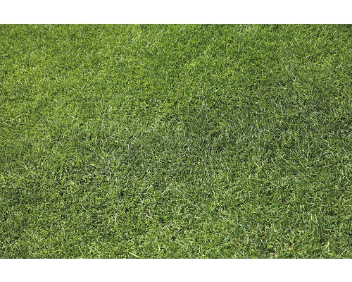 Close-up van een groen gazon