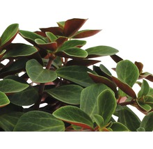 FLORASELF Peperomia Peperomia verticillata 'Red Log' potmaat Ø 10.5 cm H 15-17 cm
