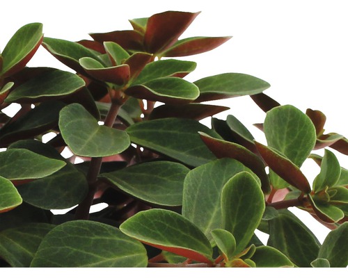 Peperomia plant met bladeren