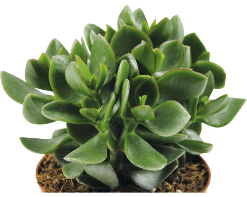 Geldboom kamerplant in pot