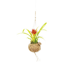 FLORASELF Kokodama Hanger Bromelia Mix potmaat Ø 12 cm H 25-30 cm