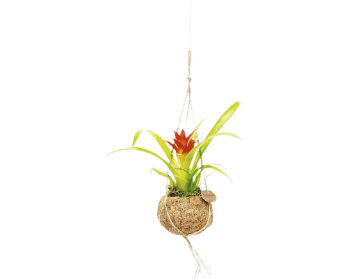 Hangende bromelia in kokosnootbol als kamerplant