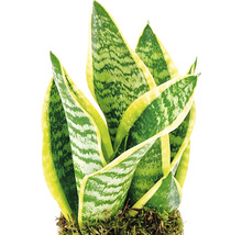 FLORASELF Kokodama sanseveria laurentii Ø13 cm H30 cm