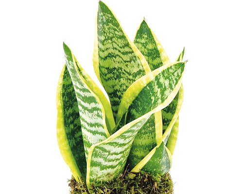 Sansevieria kamerplant in pot