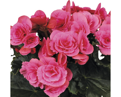 Begoniabloemen met groene bladeren