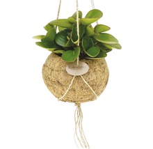 FLORASELF Kokodama peperomia optipan Ø15 cm H30 cm