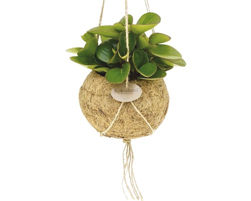 Hangende Kokedama plant met touwophanging.