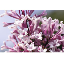 Close-up van seringenbloemen