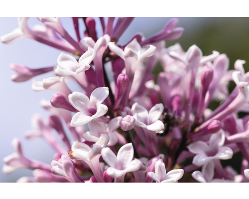 Close-up van seringenbloemen