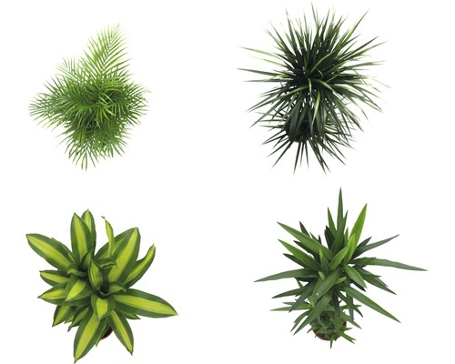 Diverse kamerplanten van bovenaf