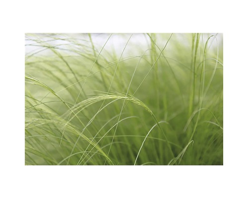 Close-up van sierlijk vedergras in de tuin