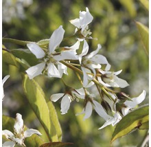 Krentenboompje met witte bloemen en groene bladeren.