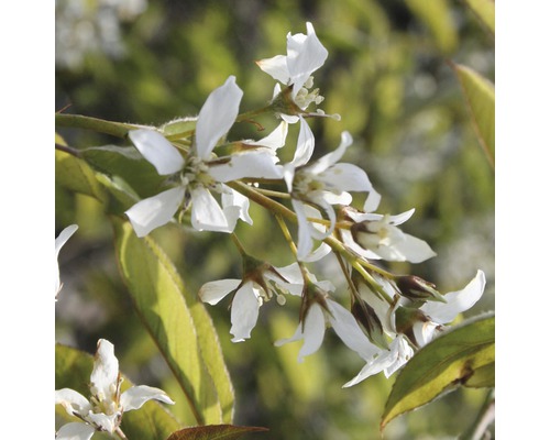 Krentenboompje met witte bloemen en groene bladeren.