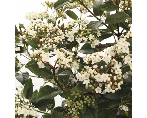 Groenblijvende sneeuwbal met witte bloemen en groene bladeren.