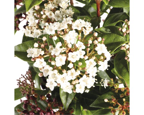 Detailopname van Viburnum struik met witte bloemen en groene bladeren.
