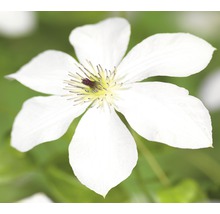 Close-up van een witte bosrank