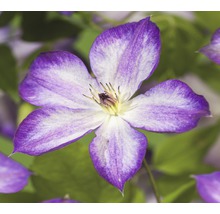 Close-up van een clematisbloem met vijf bloemblaadjes
