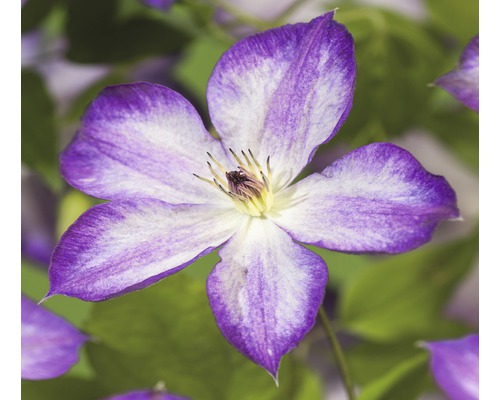 FLORASELF Bosrank Clematis-Cultivars 'Pernille PBR' potmaat Ø 16.0 cm H 50-70 cm