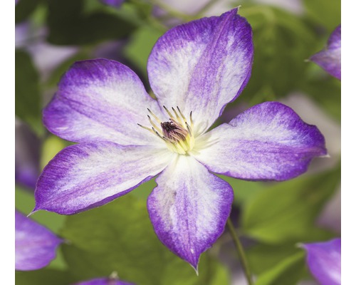 FLORASELF Bosrank Clematis-Cultivars 'Pernille PBR' potmaat Ø 16.0 cm H 50-70 cm Close-up van een clematisbloem met vijf bloemblaadjes