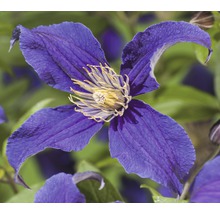 Close-up van een blauwe bosrank bloem