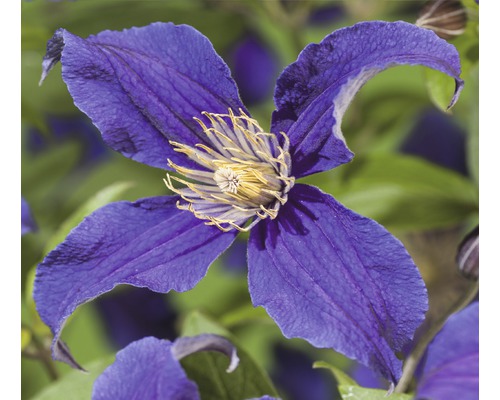 FLORASELF® Bosrank clematis blauwe bloemen s potmaat Ø16 cm