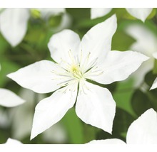 Close-up van een witte clematisbloem