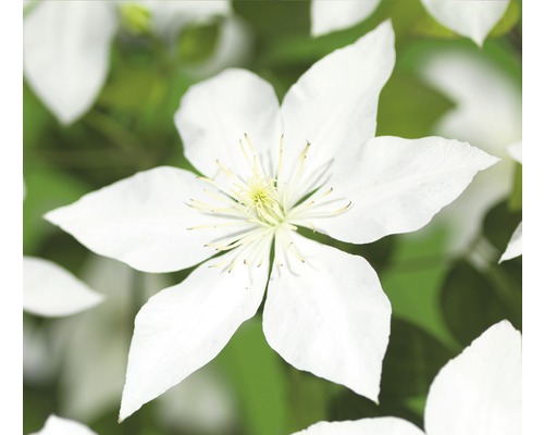 FLORASELF® Bosrank clematis witte bloemen s potmaat Ø16 cm