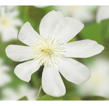 Close-up van een witte bosrankbloem