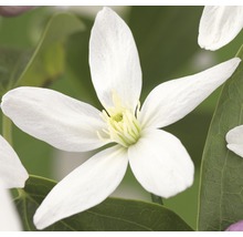 Close-up van een witte clematisbloem