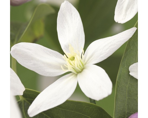 Close-up van een witte clematisbloem