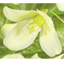 Close-up van een nieskruidbloem