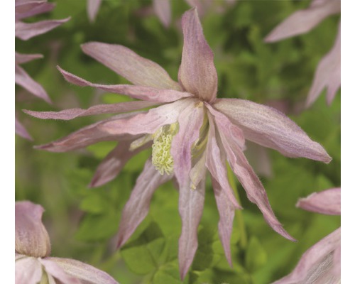FLORASELF® Clematis 'Country Rose'® Ø16 cm roze