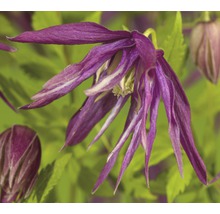 Close-up van een bloeiende Clematis plant