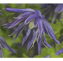 Close-up van een blauwe bosrank