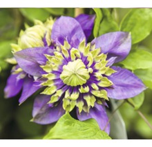 FLORASELF® Bosrank clematis 'florida taiga' potmaat Ø16 cm
