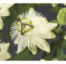 Close-up van een passiebloem met bladeren
