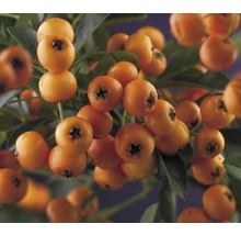 Close-up van vuurdoorn met oranje bessen en groene bladeren