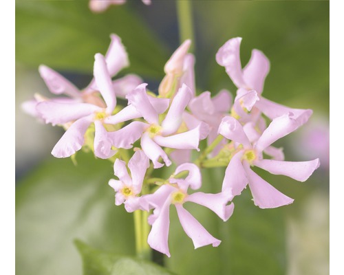 FLORASELF Toscaanse Jasmijn Trachelospermum asiaticum 'Pink Air' potmaat Ø 19 cm H 75 cm