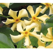 Gele Trachelospermum-bloemen met groene bladeren